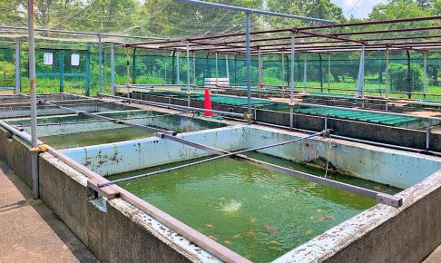 葛飾区金魚展示場