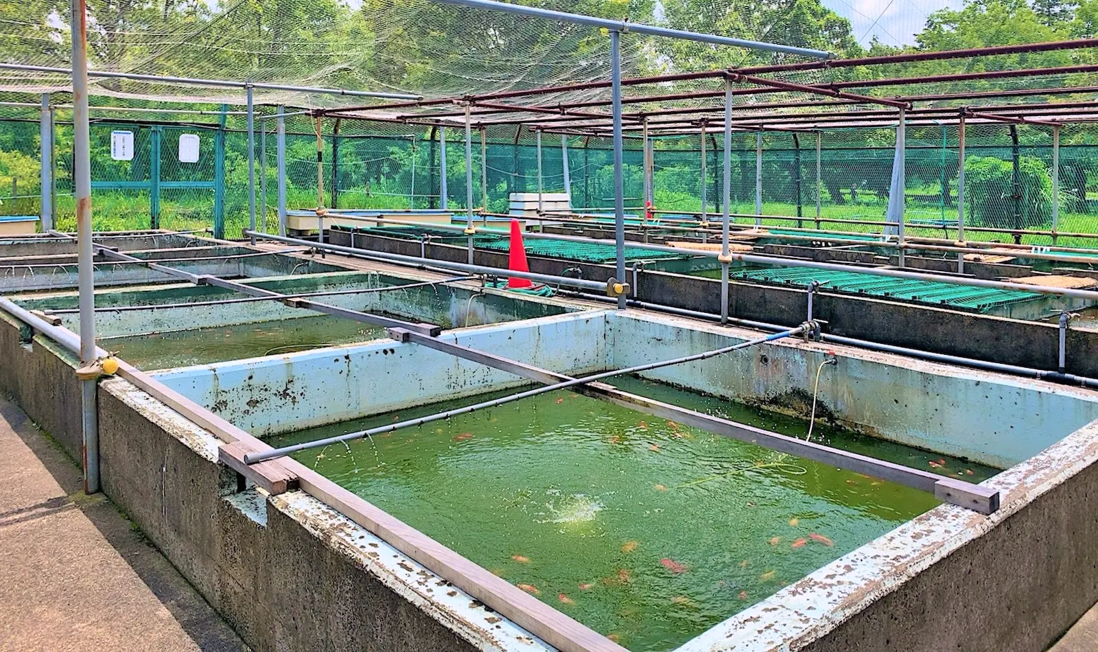 葛飾区金魚展示場 東京とりっぷ