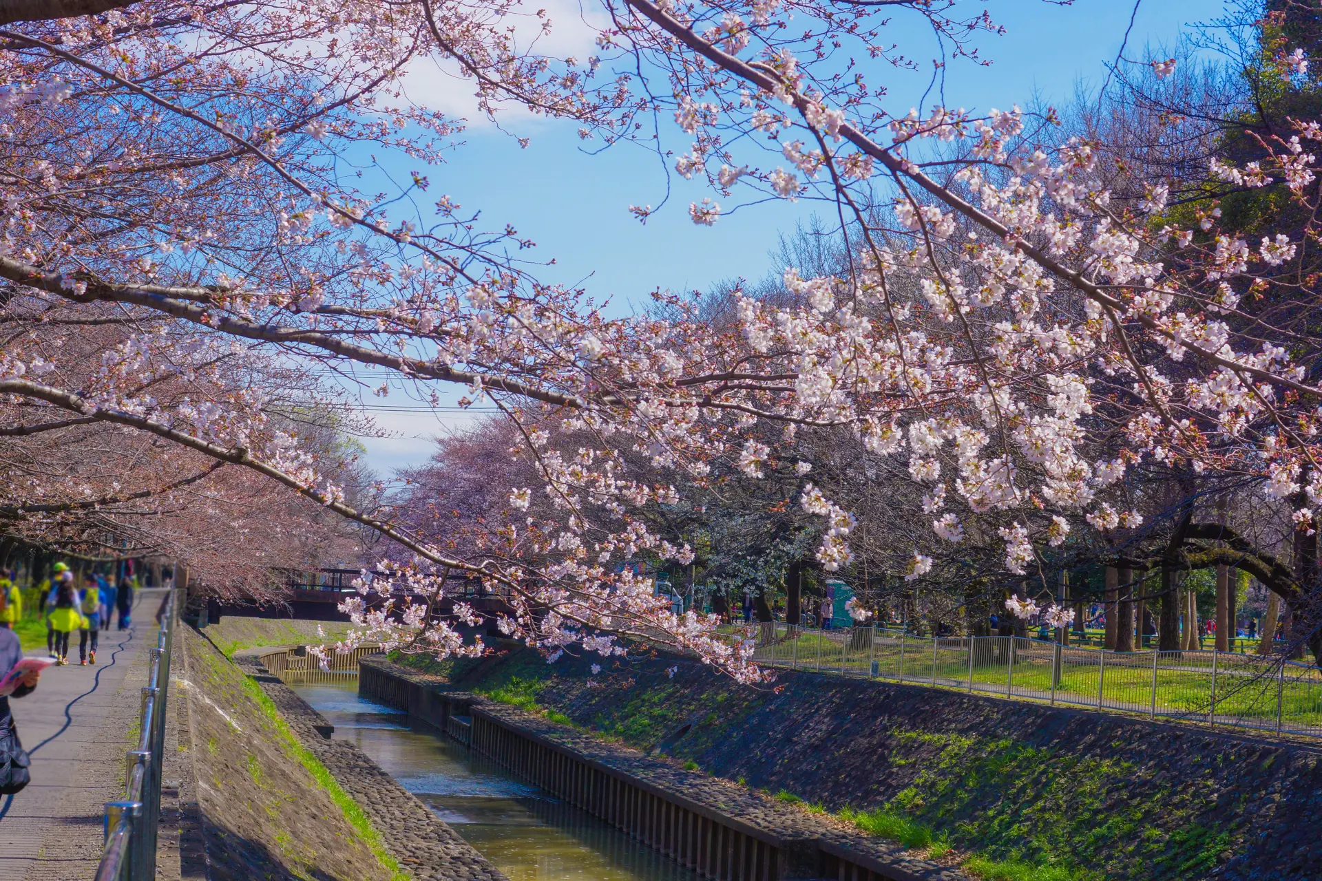 善福寺 川 緑地