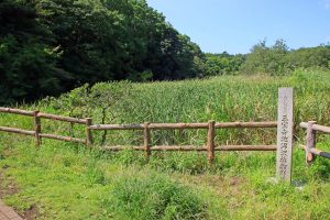 三宝寺池沼沢植物群落