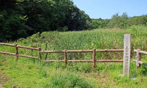 三宝寺池沼沢植物群落