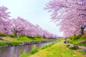 野川の桜並木｜調布市