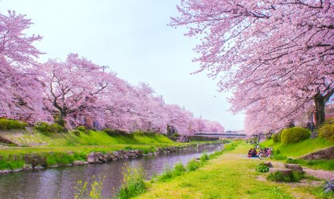 野川の桜並木｜調布市