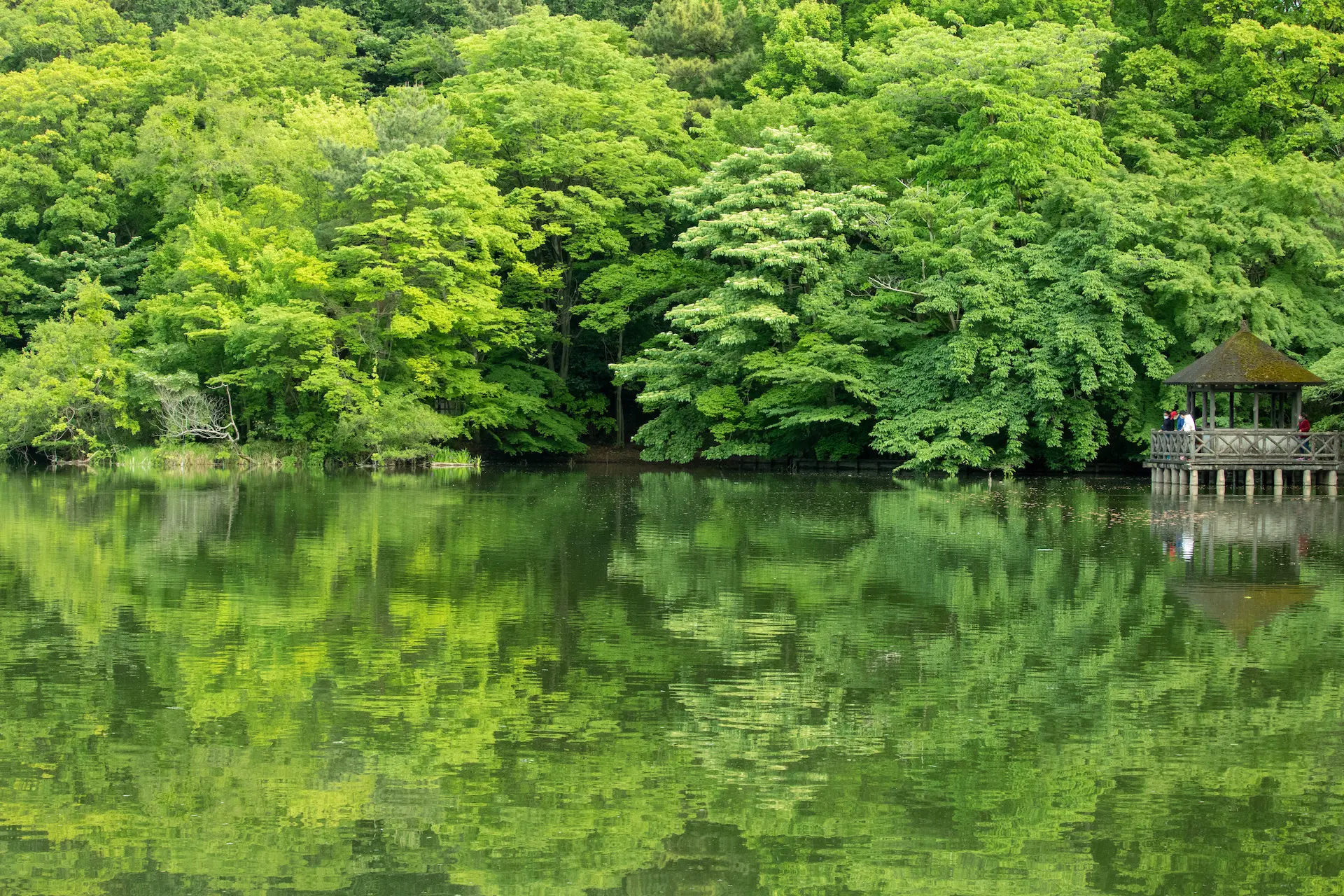 三宝寺池 東京とりっぷ