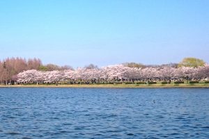 水元さくら堤（桜土手）