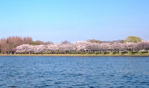 水元さくら堤（桜土手）