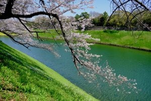 千鳥ヶ淵公園