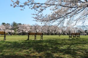 小金井公園