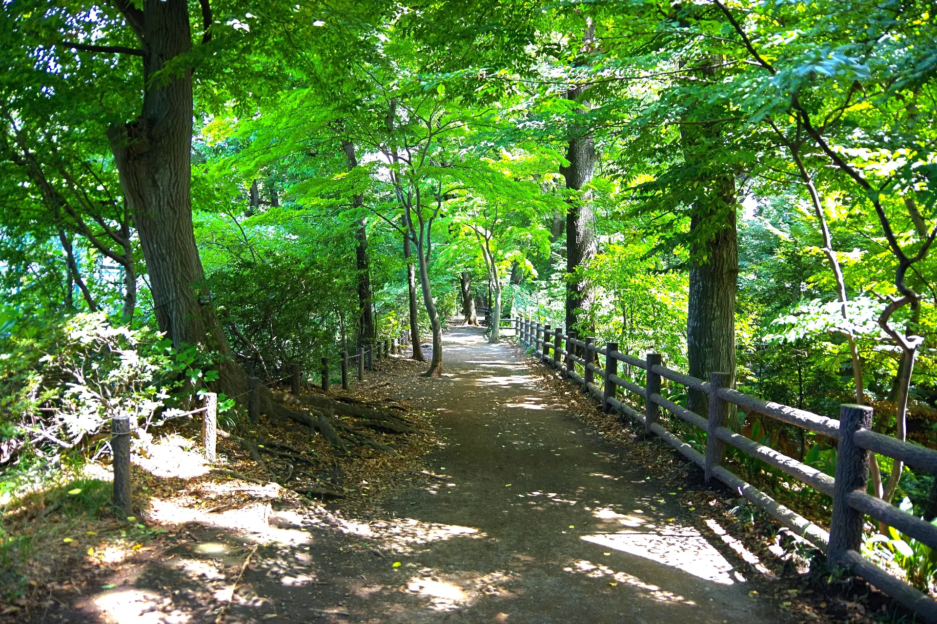 玉川上水緑道 東京とりっぷ