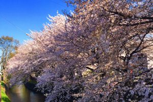 玉川上水の桜（小金井桜）