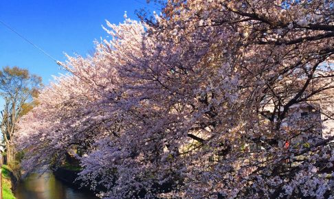 玉川上水の桜（小金井桜）