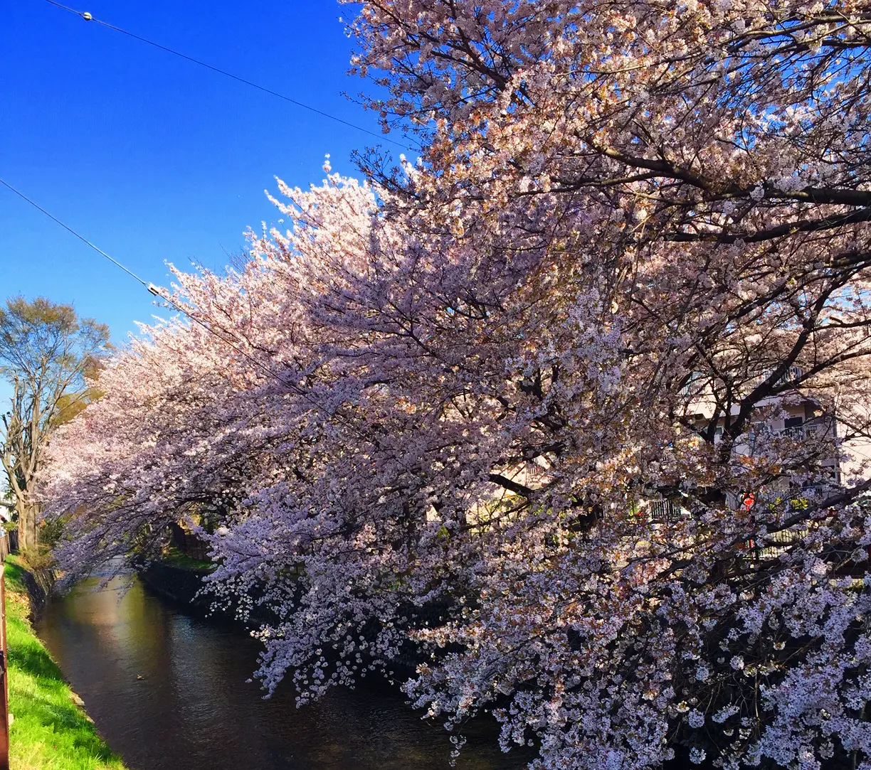 玉川上水の桜（小金井桜） | 東京とりっぷ