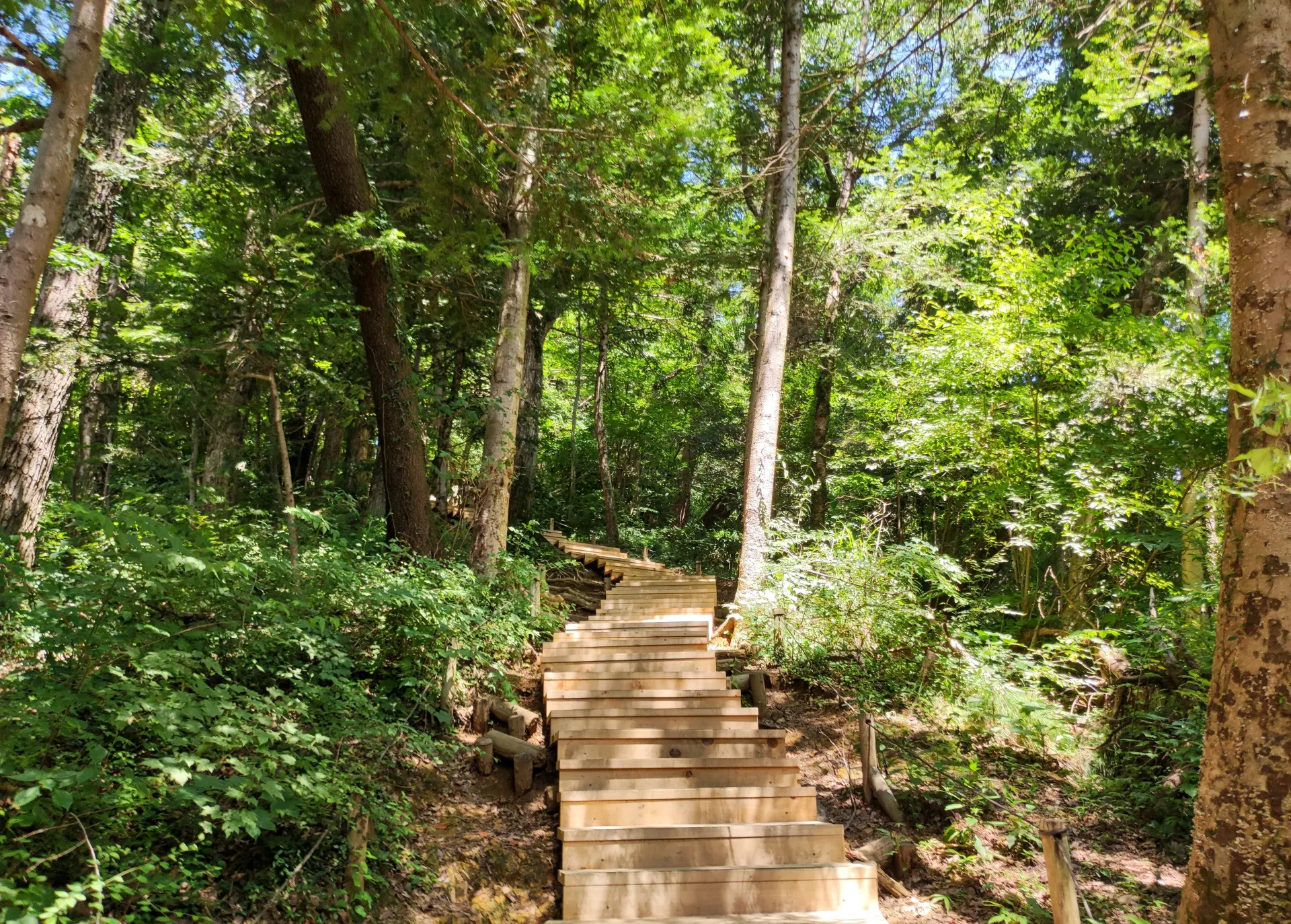 高尾山自然研究路6号路（琵琶滝コース） | 東京とりっぷ