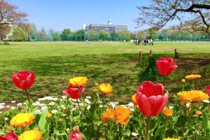 武蔵野中央公園