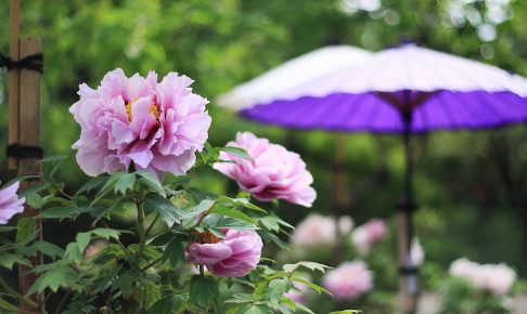 板橋区立赤塚植物園