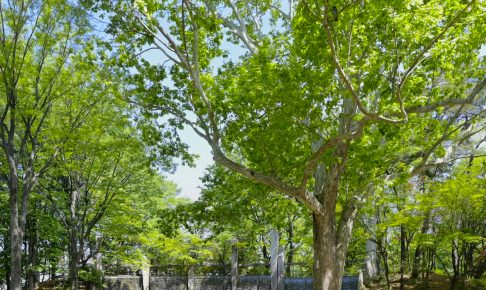 蚕糸の森公園