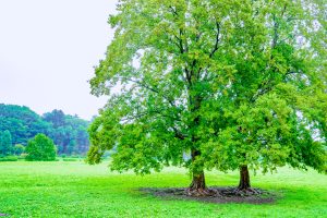 武蔵野公園