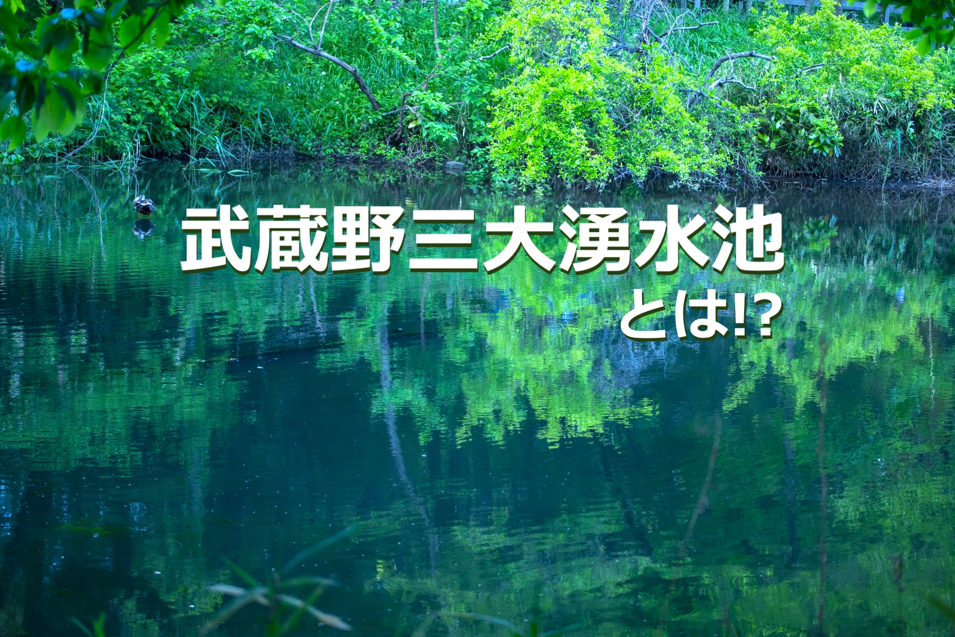 武蔵野三大湧水池