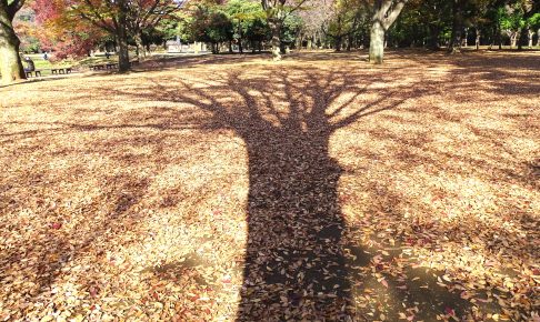 代々木公園