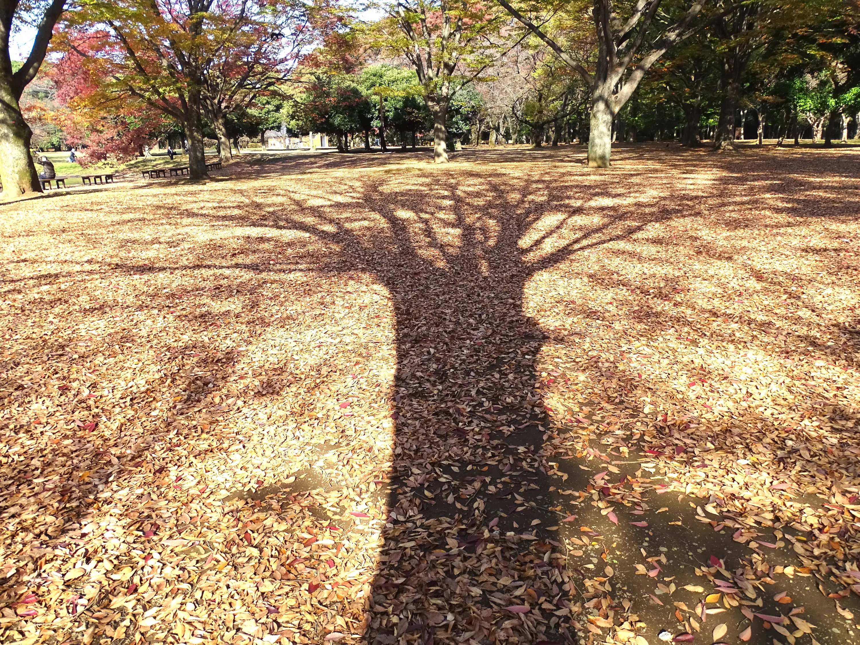 代々木公園 東京とりっぷ