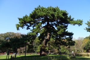 代々木公園・閲兵式の松