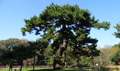 代々木公園・閲兵式の松