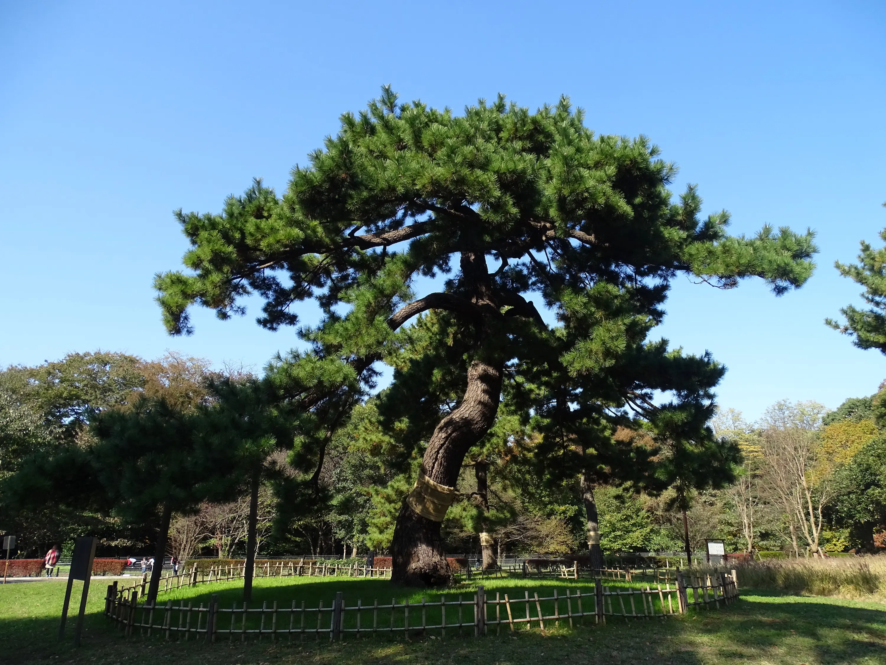 代々木公園 閲兵式の松 東京とりっぷ