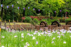 しょうぶ沼公園