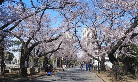 谷中霊園