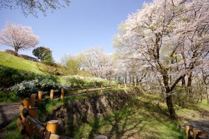 桜ヶ丘公園