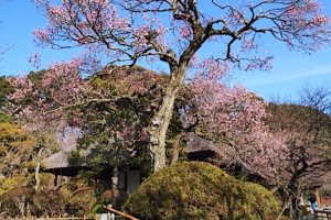 京王百草園