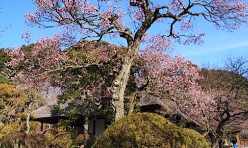 京王百草園