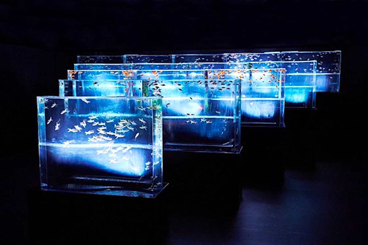 アートアクアリウム美術館GINZA『夏のアートアクアリウム～金魚で夏を感じる、涼～』