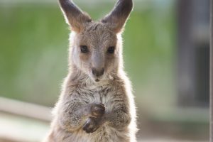 足立区生物園