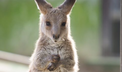 足立区生物園