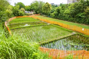 赤羽自然観察公園