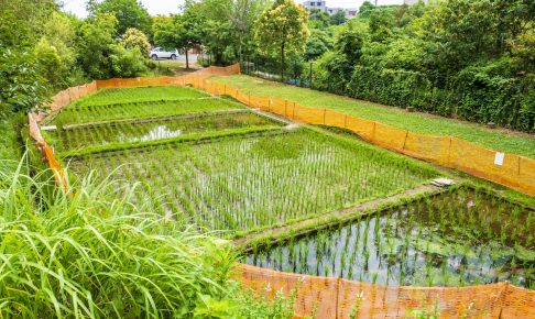 赤羽自然観察公園