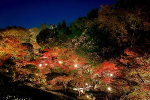 池田山公園ライトアップイベント『紅葉の灯明-みあかし