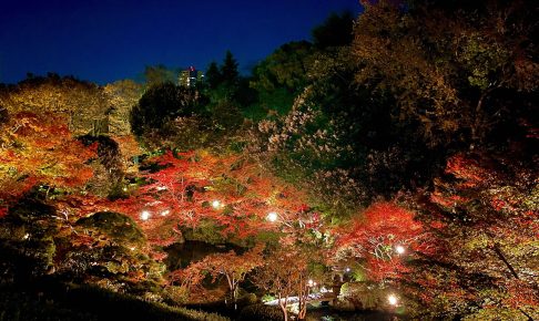 池田山公園ライトアップイベント『紅葉の灯明-みあかし