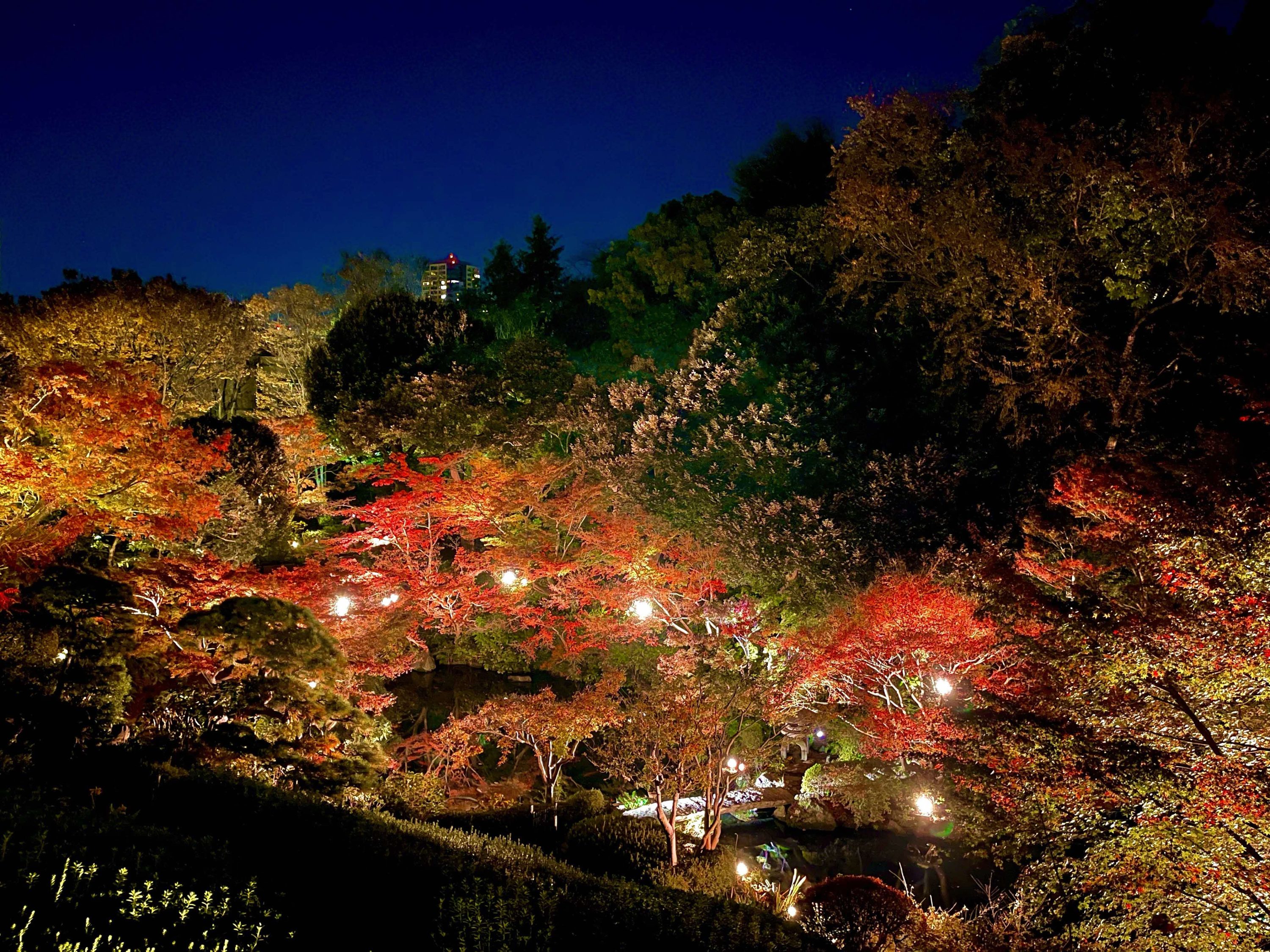 池田山公園ライトアップイベント『紅葉の灯明-みあかし