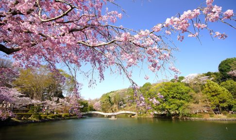 町田薬師池公園