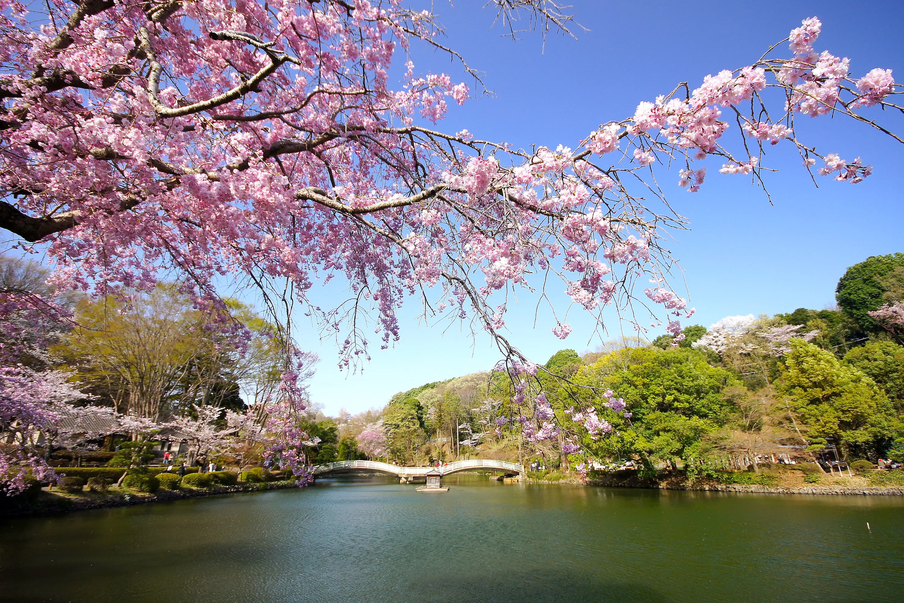 花池 町田薬師池公園 | 東京とりっぷ