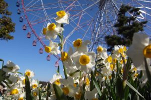 『花と光のムーブメント』葛西臨海公園✕スイセン