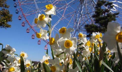 『花と光のムーブメント』葛西臨海公園✕スイセン