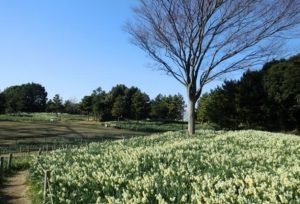 『花と光のムーブメント』葛西臨海公園✕スイセン