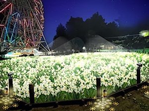 『花と光のムーブメント』葛西臨海公園✕スイセン