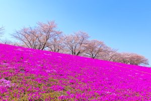 荒川赤羽桜堤緑地