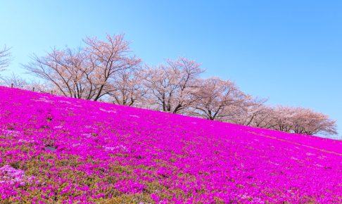 荒川赤羽桜堤緑地