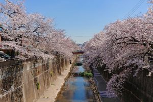 石神井川の桜並木