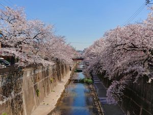 石神井川の桜並木